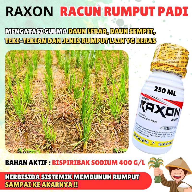 Jual RAXON 250 ML | Shopee Indonesia