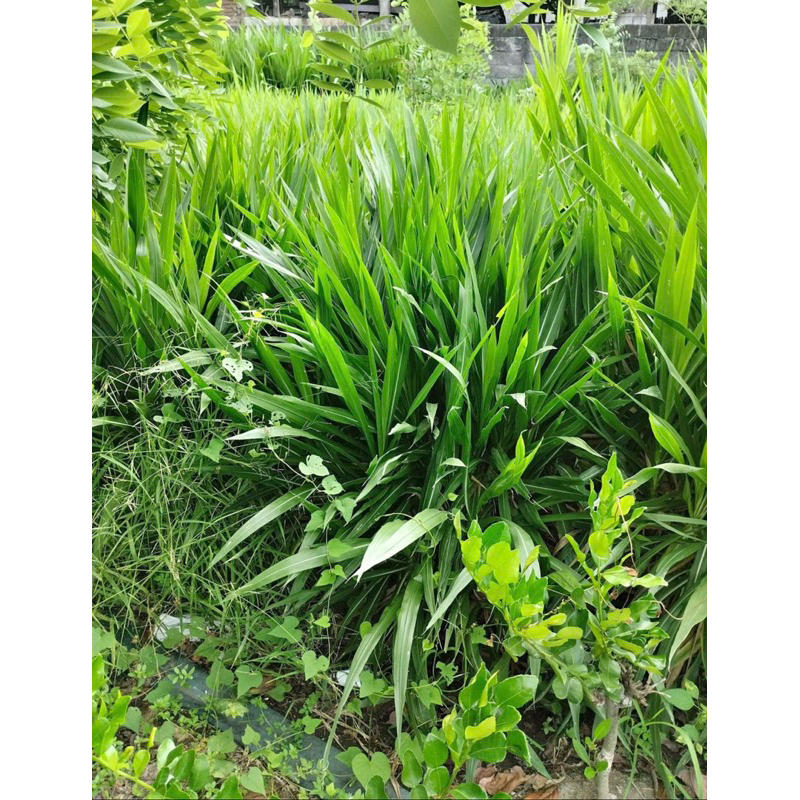 Jual Bibit Rumput odot kualitas super 1Kg pakan ternak | Shopee Indonesia