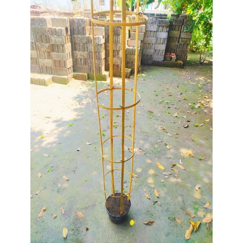 Jual Turus Bambu Melingkar 1 Set / Ajir Penyangga Tanaman Rambat ...