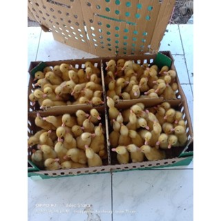 id-11134207-7rasm-