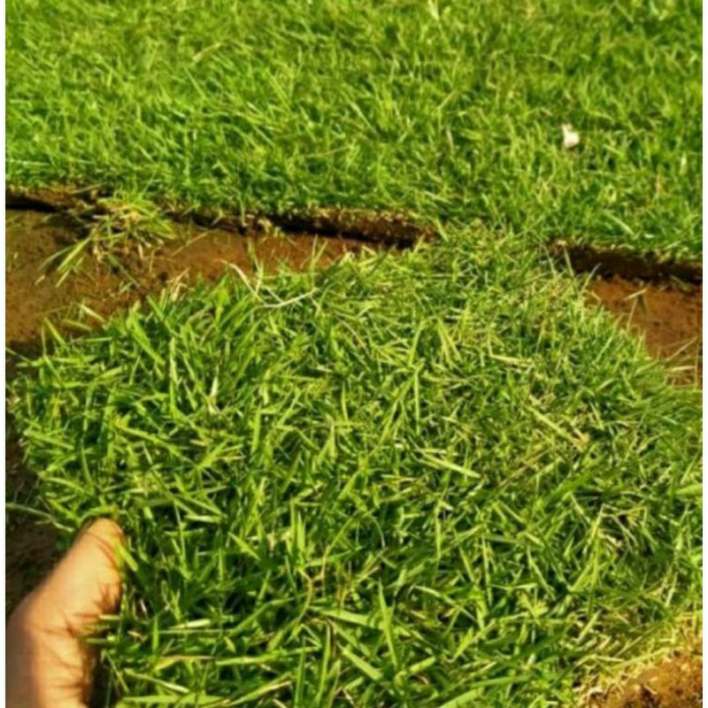 Jual paket 8 lembar rumput jepang untuk makam | Shopee Indonesia