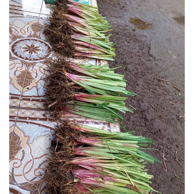 Jual bibit rumput setaria berakar | Shopee Indonesia