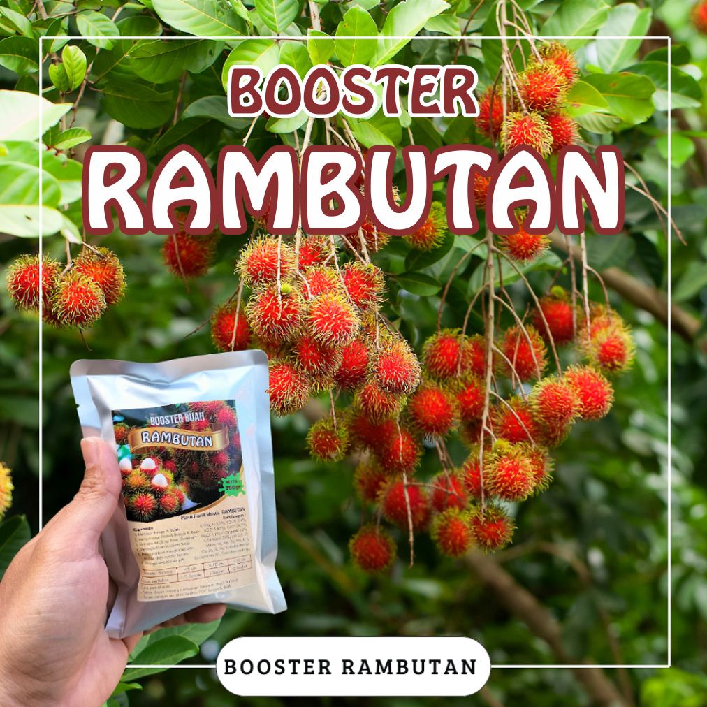Jual Booster Rambutan / Pupuk Booster Hayati Khusus Tanaman Rambutan ...