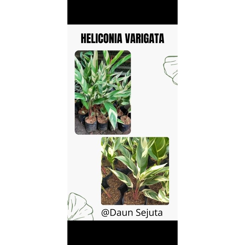 Jual Bibit Tanaman Hias Heliconia Varigata Pisang Pisangan Varigata