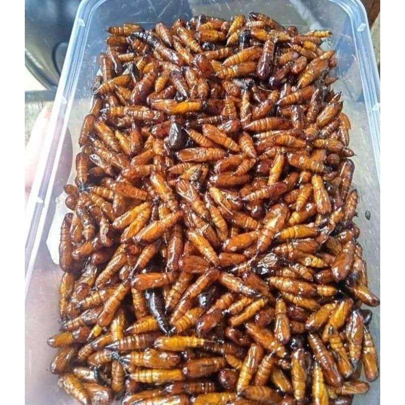 Jual entung jati super fresh | Shopee Indonesia