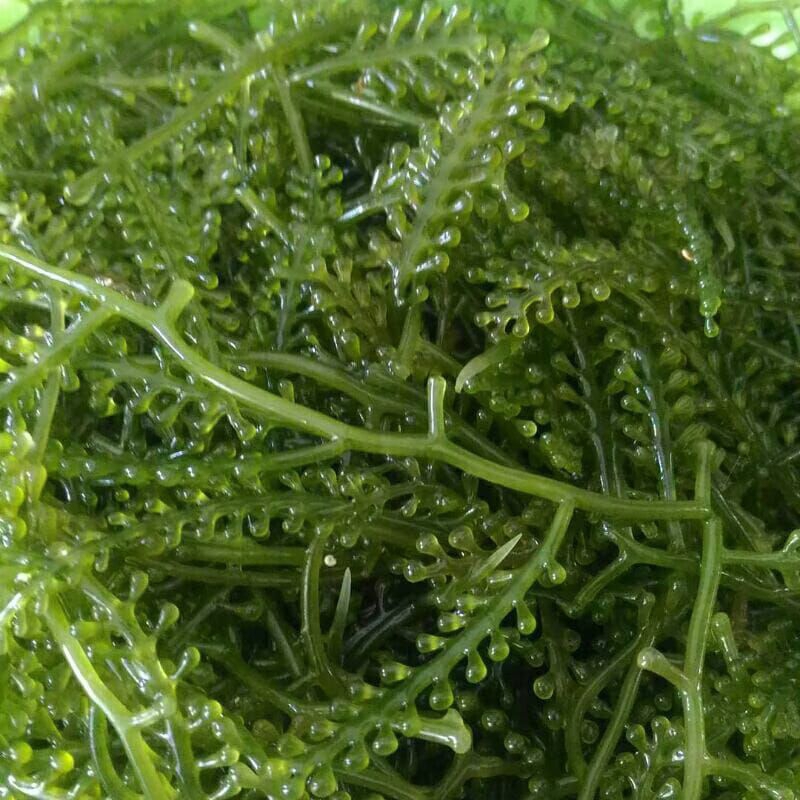 Jual RUMPUT LAUT 500Ggr | Shopee Indonesia