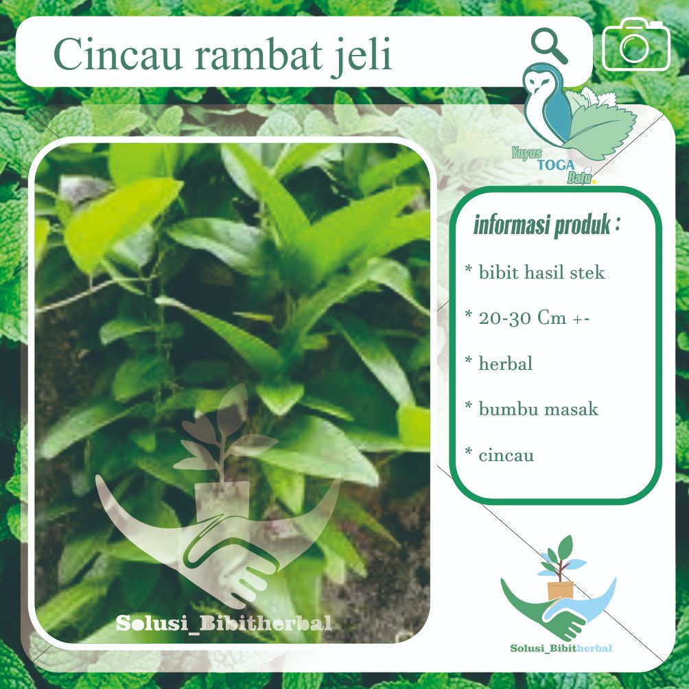 Jual Cincau Jeli Rambat – Tanaman Sehat dan Menyegarkan (Cyclea barbata ...