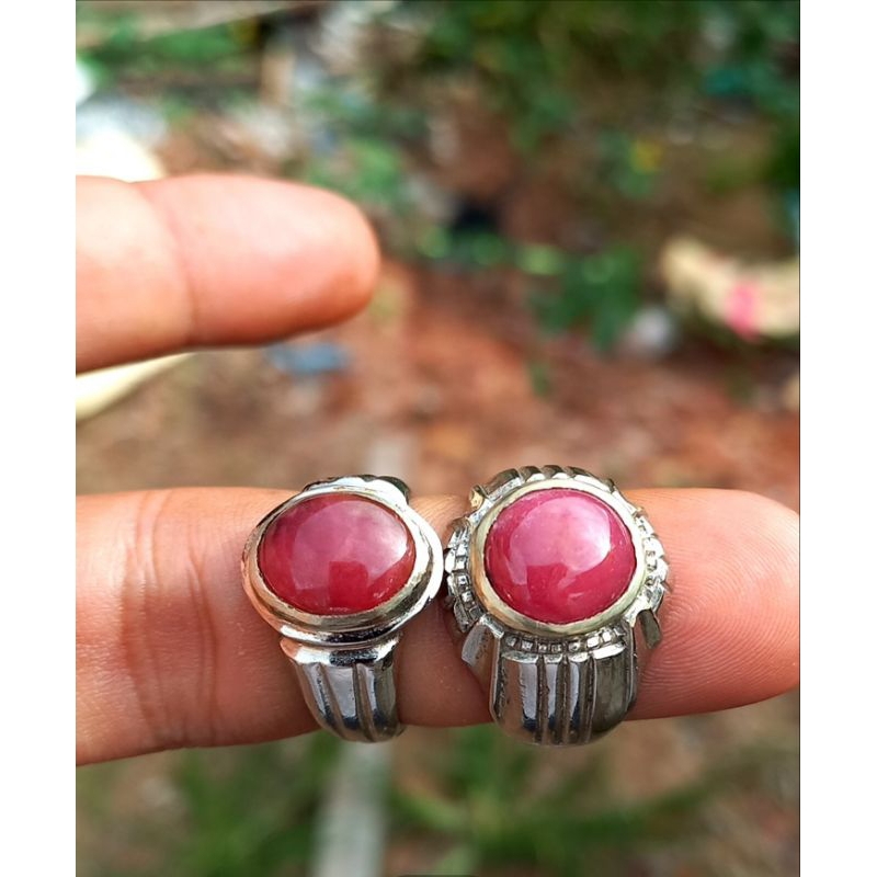 Jual red borneo super HQ | Shopee Indonesia