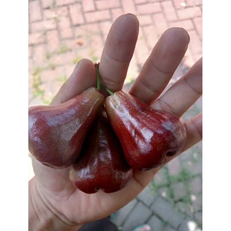 Jual bibit besar jambu air mutiara hitam | Shopee Indonesia