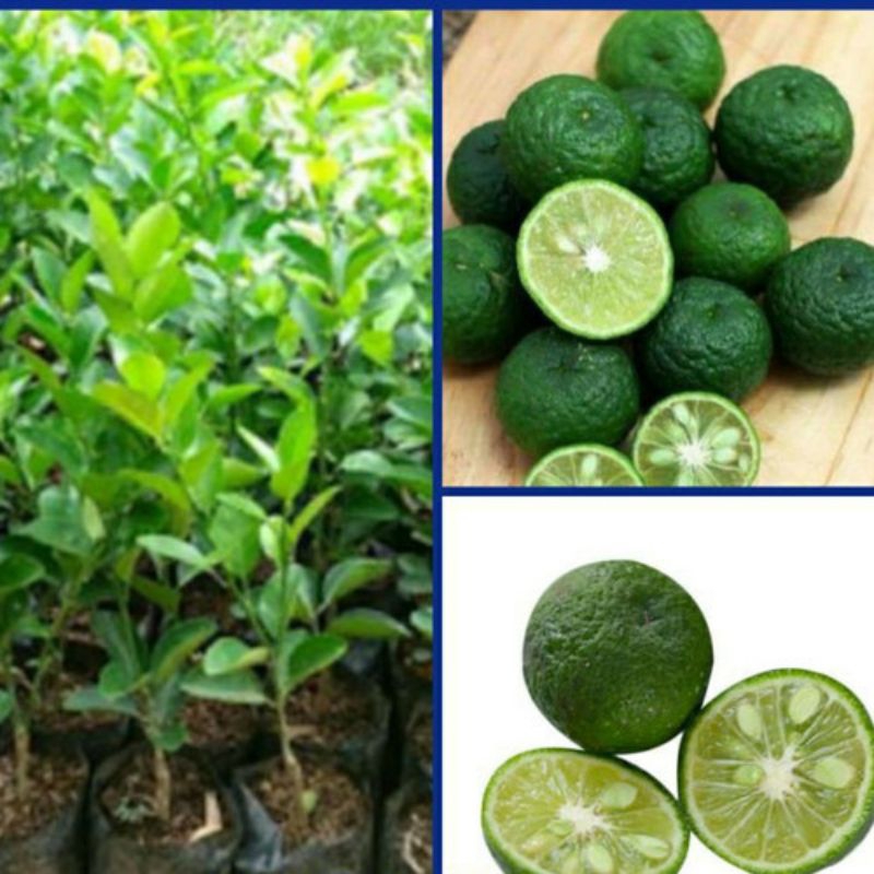 BIBIT JERUK LIMAU OKULASI CEPAT BERBUAH ( jeruk sambal ) / JERUK LIMO polybag 18