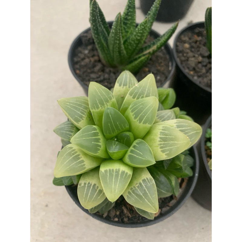 Jual Haworthia mutika varegata | Shopee Indonesia