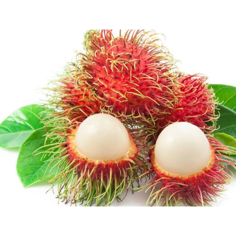 Jual Rambutan | Shopee Indonesia