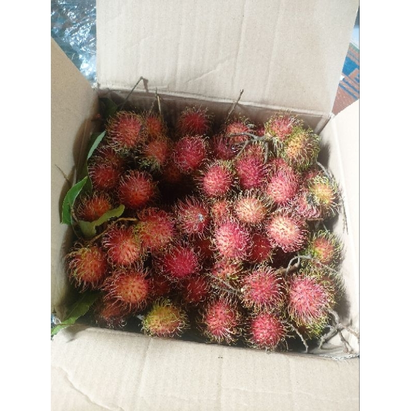 Jual buah rambutan 1kg | Shopee Indonesia