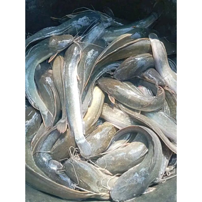 Jual ikan lele hidup 1kg ikan lele air tawar bergaransi | Shopee Indonesia