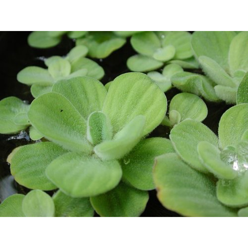 Jual Tanaman air Kayu apu | Kebutuhan aquatic | Shopee Indonesia