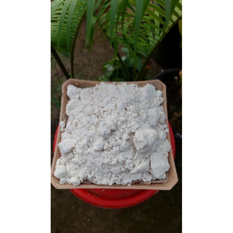 Jual sagu basah papeda khas indonesia timur 1kg | Shopee Indonesia