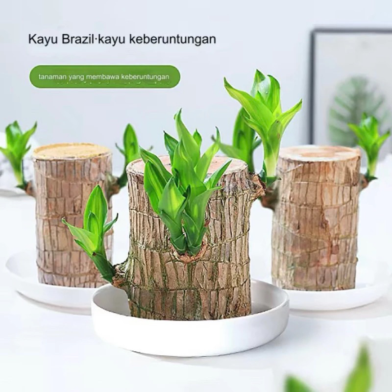 ( mp 2 ) Dracaena Fragrans / Hanjuang / Bonsai/ Bambu Hoki / Brazilian Wood / Tanaman Hias Meja Aesthetic Decor