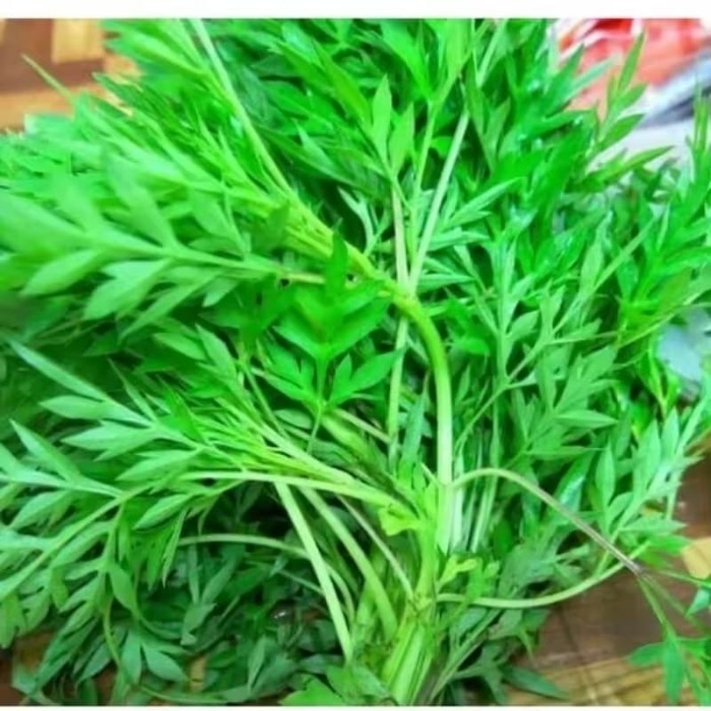 Jual Daun Kenikir Terlengkap & Harga Terbaru Mei 2026 | Shopee Indonesia