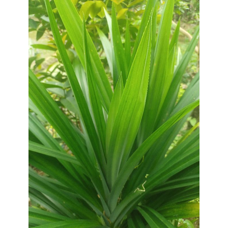 Jual Daun pandan wangi dan bibit pandan wangi 30 ribu/kg basah 60 ribu ...