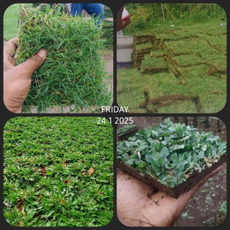 Jual Tanaman hias Rumput Gajah Mini dan rumput jepang [PROMO ...