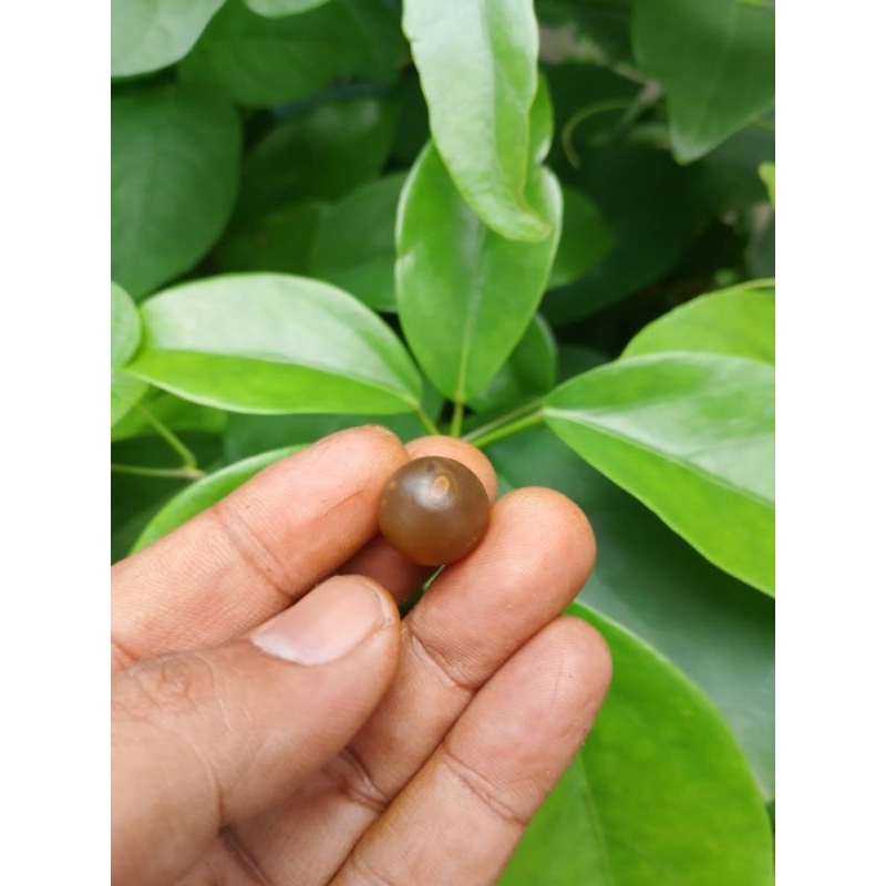 Jual tongkat dan buntet kayu tunjuk langit daun 5/asesoris | Shopee ...