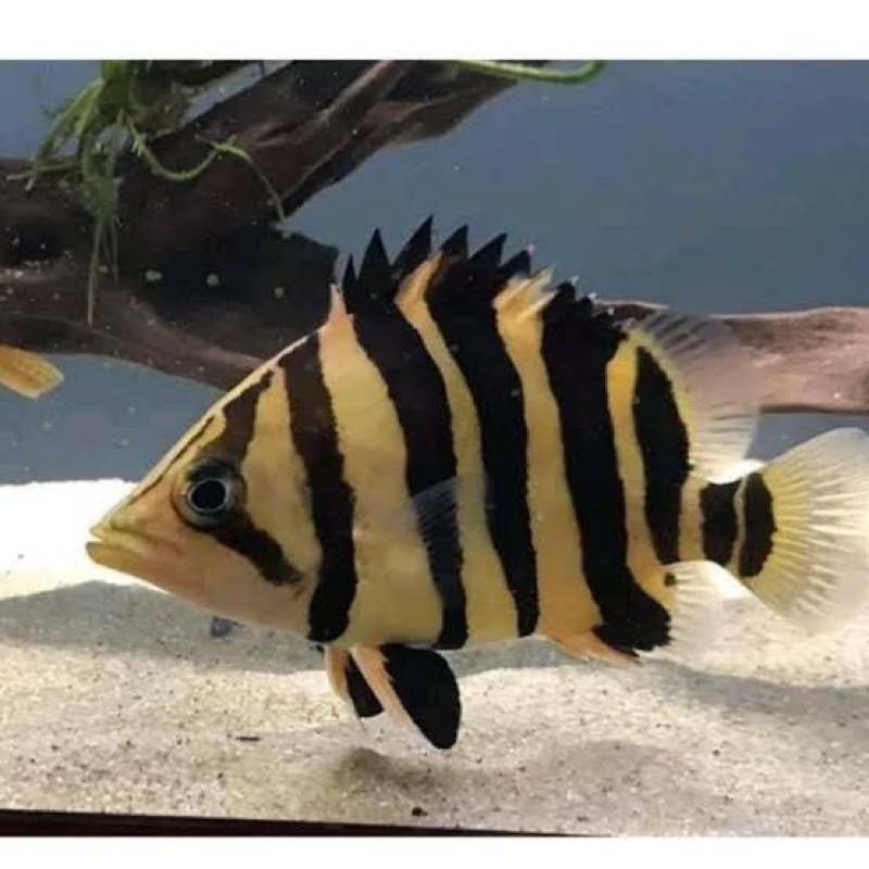 Jual Ikan Datz Terlengkap & Harga Terbaru Juli 2026 | Shopee Indonesia