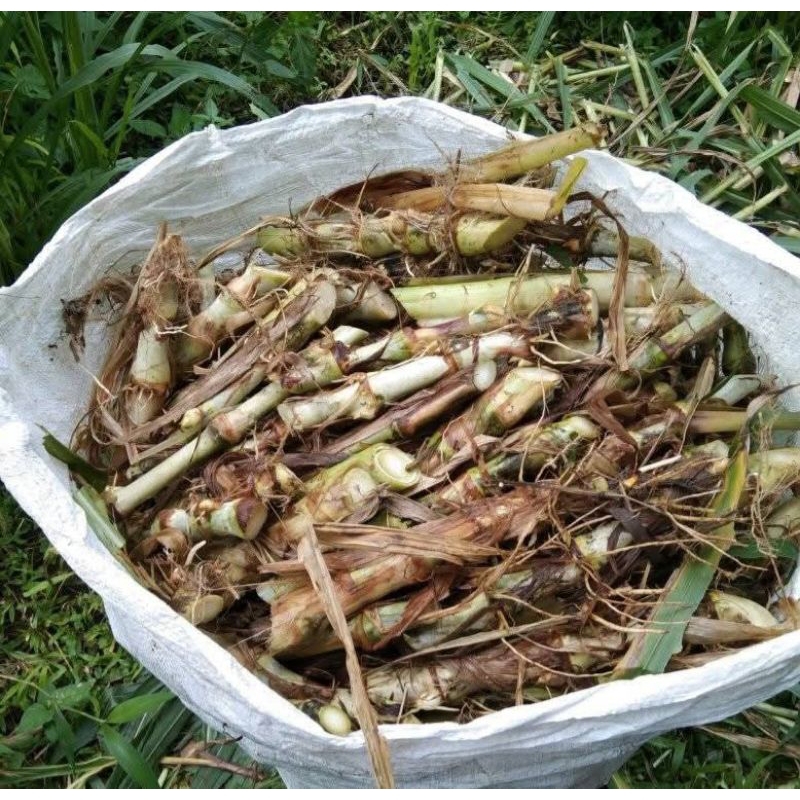 Jual Bibit Rumput Odot Kualitas Super 1 kg Murah Pakan Ternak | Shopee ...