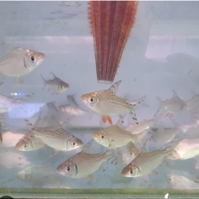 Jual rff red feifeng 4-5cm | Shopee Indonesia