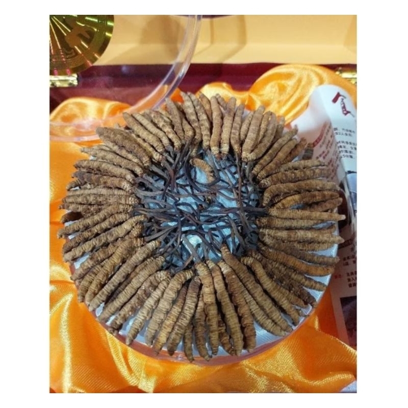 Jual [PREMIUM] HARGA 2Gram (±5EKOR) Cordyceps Sinensis Dong Chong Xia ...