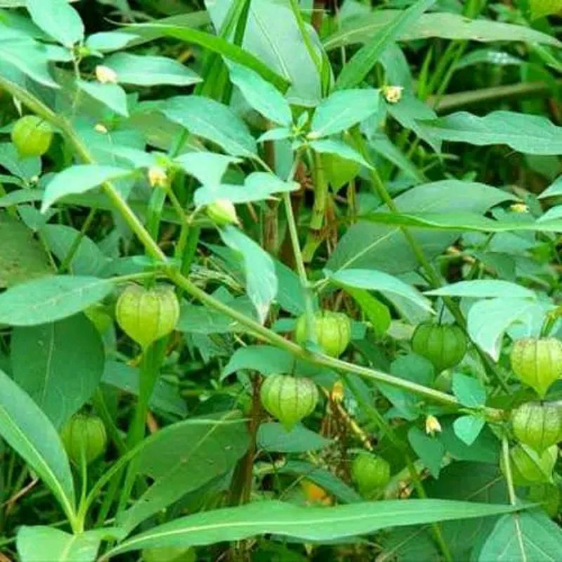 Jual Cecendet atau ciplukan asli dari kebun sendiri masih freshh ...