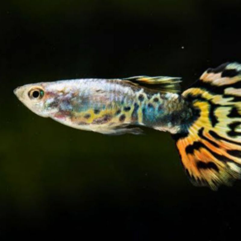 Jual ikan guppy cobra gapi gapy kobra hiasan aquarium tankmate ...