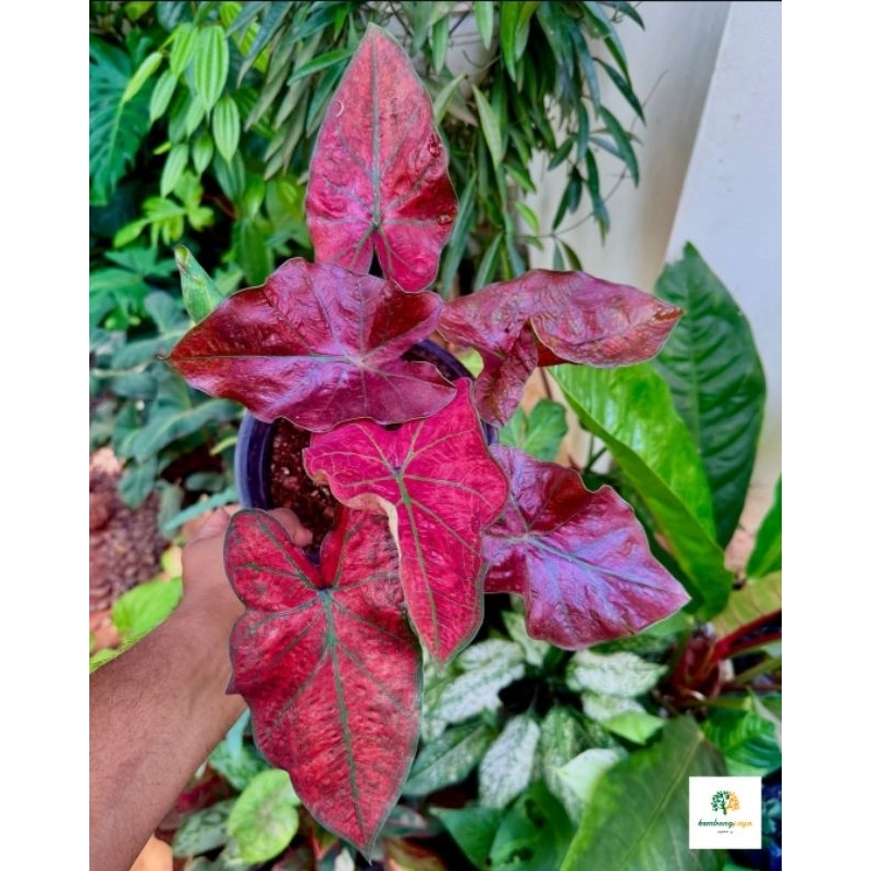 Jual Caladium Merah fanta - tanaman hias keladi merah fanta cantik ...