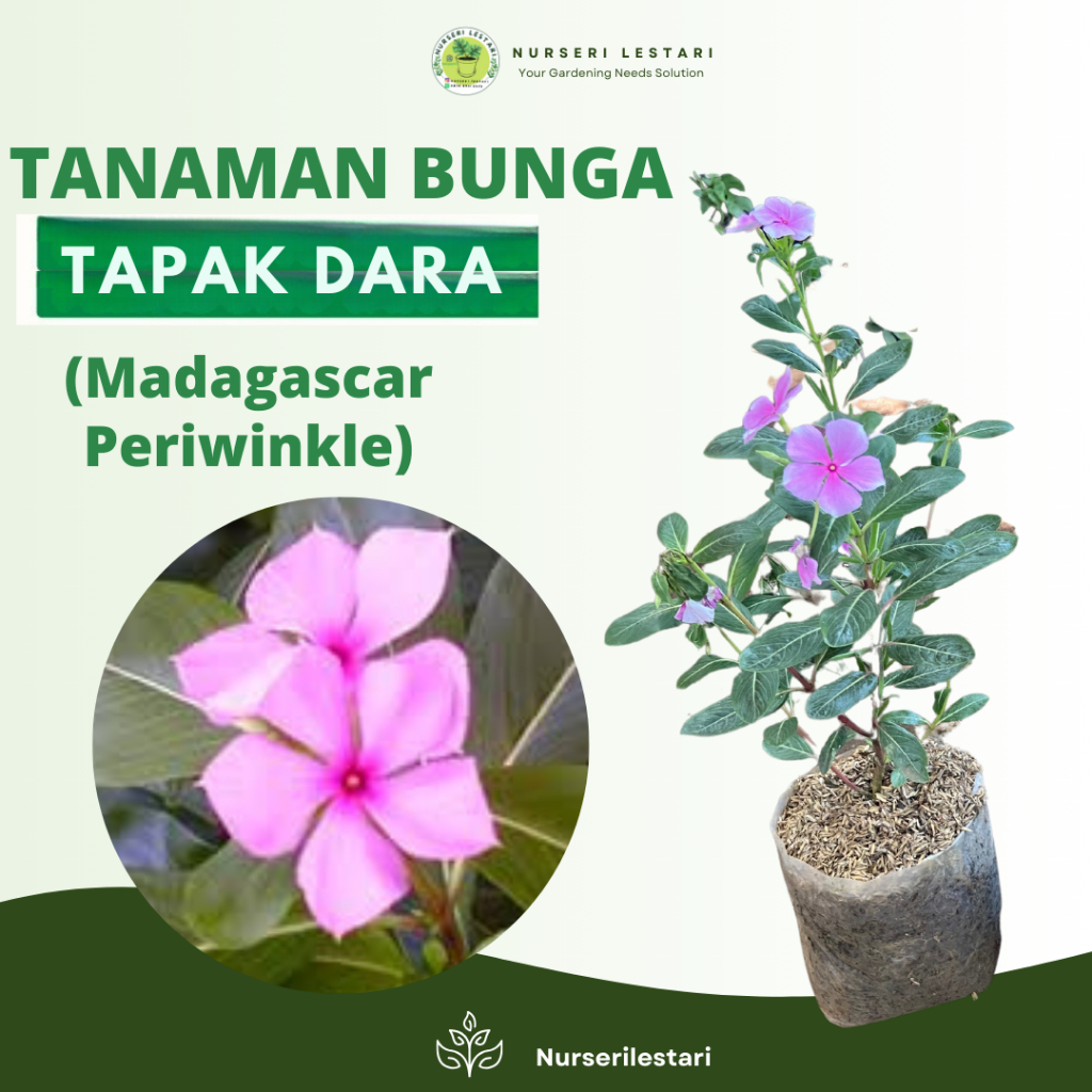 Jual Tanaman Bunga Tapak Dara (Madagascar Periwinkle) Pink / Putih ...