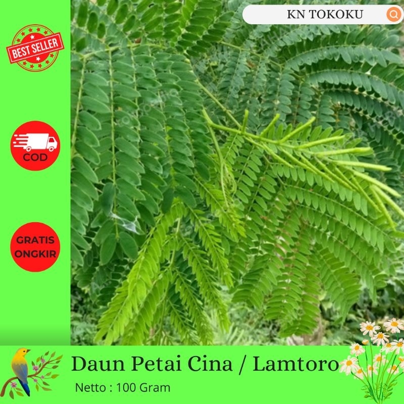 Jual 100 Gram Daun Lamtoro | Lamtoro G…