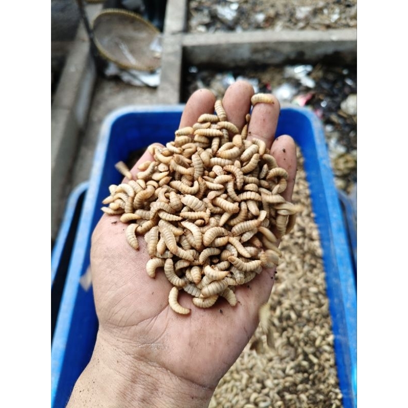 Jual maggot fresh hidup 1kg grade A | Shopee Indonesia