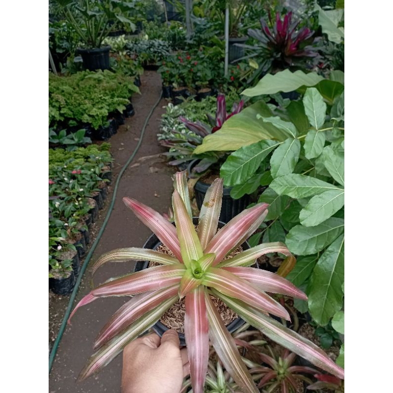 Jual Tanaman Hias Bromelia Tricolor Tanaman Bromelia Tricolor | Shopee ...