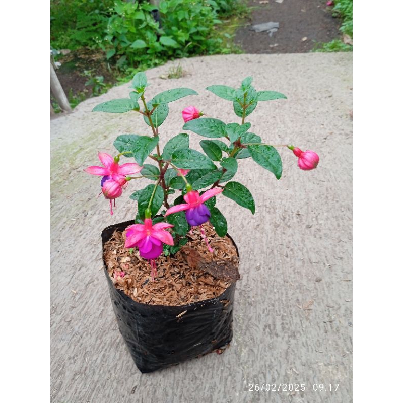 Jual fuchsia merah-ungu merah-putih putih-ungu | Shopee Indonesia