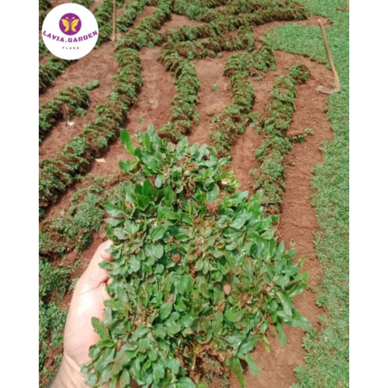 Jual tanaman rumput gajah mini per 1 kg | Shopee Indonesia