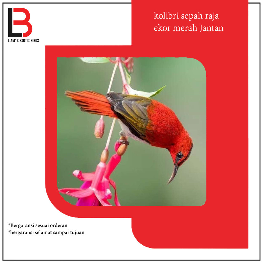 Jual Sepah Raja Ekor Merah Jantan Pilihan | Shopee Indonesia