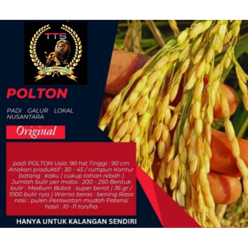 Jual BIJI PADI POLTON (1KG)TAHAN REBAH TAHAN WERENG | Shopee Indonesia