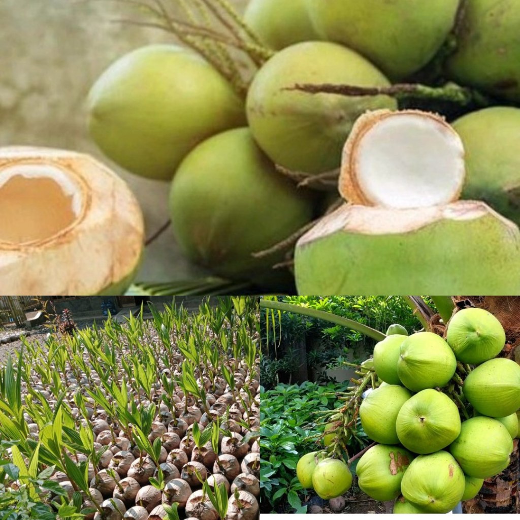 Jual CEPAT BUAH..! Tanaman Kelapa Cepat Buah, Tanaman Kelapa Cengkir ...