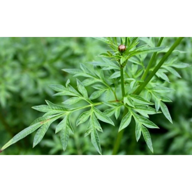 Jual Daun kenikir / randa midang / ulam raja segar per 200gr | Shopee ...