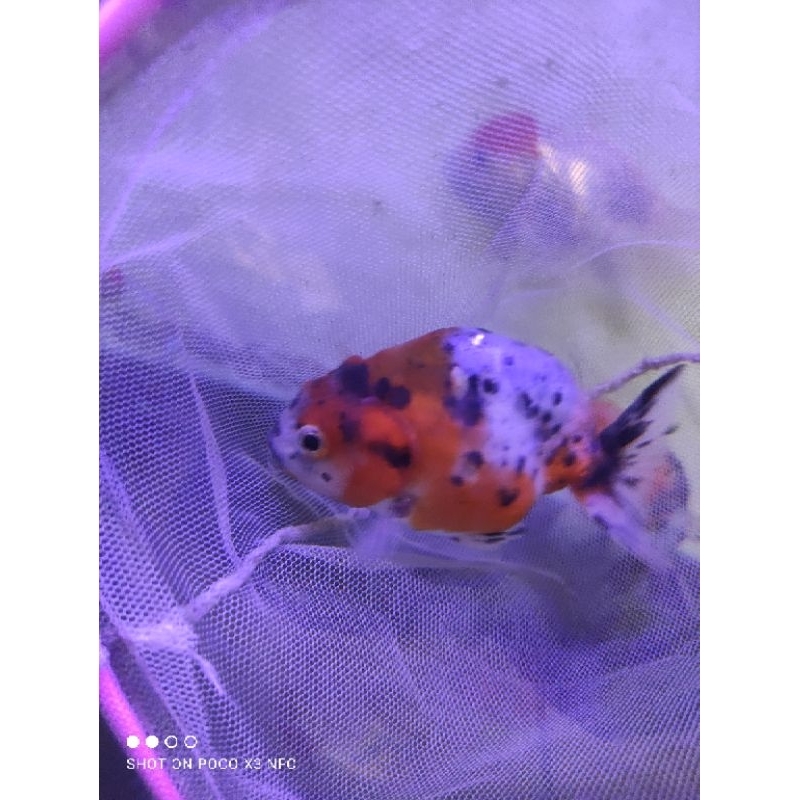 Jual IKAN KOKI RANCU CALICO / KOKI PANCA WARNA SIZE M UKURAN 7-8 CM ...