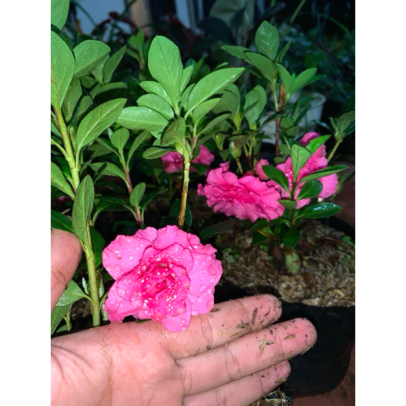 Jual Bunga Blitar