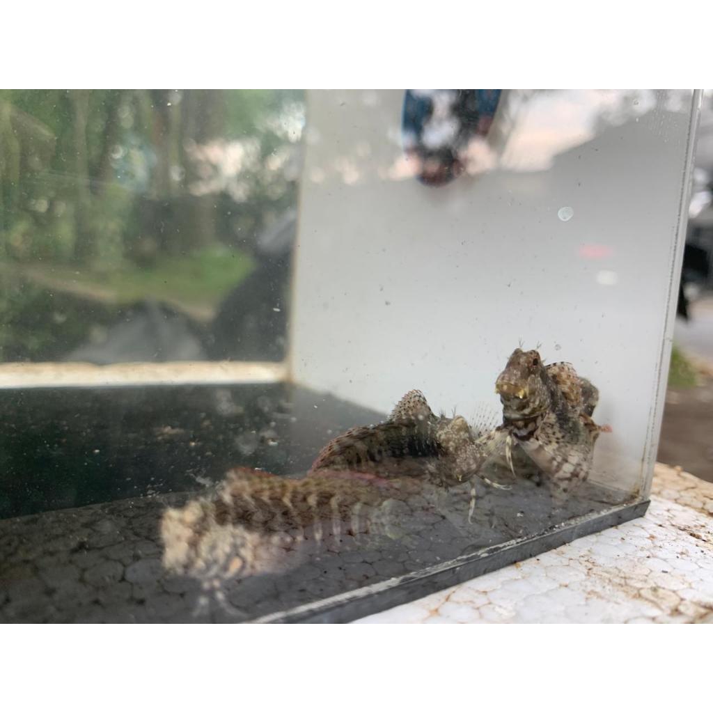 Jual Jabing Glodok / Lawnmower Blenny | Shopee Indonesia