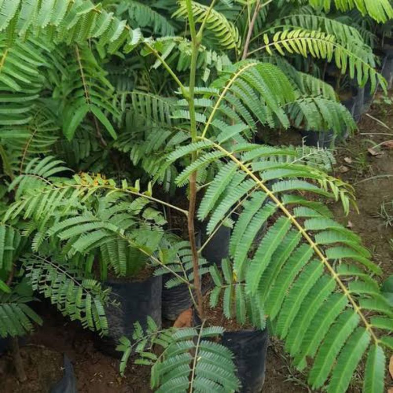 Jual Indukan Pete Hibrida 1 Meter Up Siap Berbuah Pendek | Shopee Indonesia