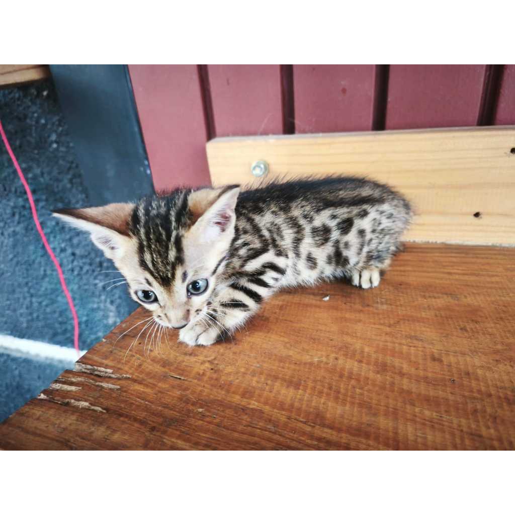 Jual SOLD // Kucing Bengal - Kitten (jantan_01) | Shopee Indonesia