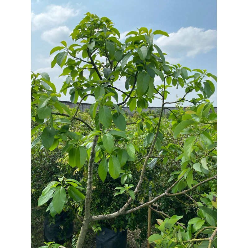 Jual LIVE- Indukan Catalina 2 Meter Batang besar | packing kayu |70kg ...
