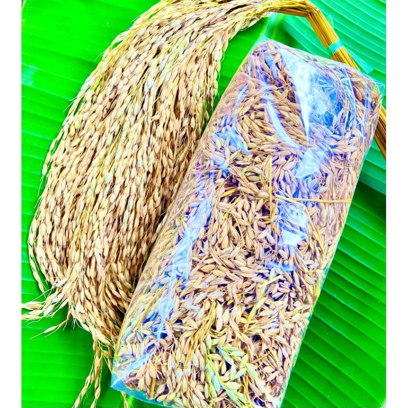 Jual padi gabah ketan hitam bulu ranggeuy batang utuh 500 gramd ...