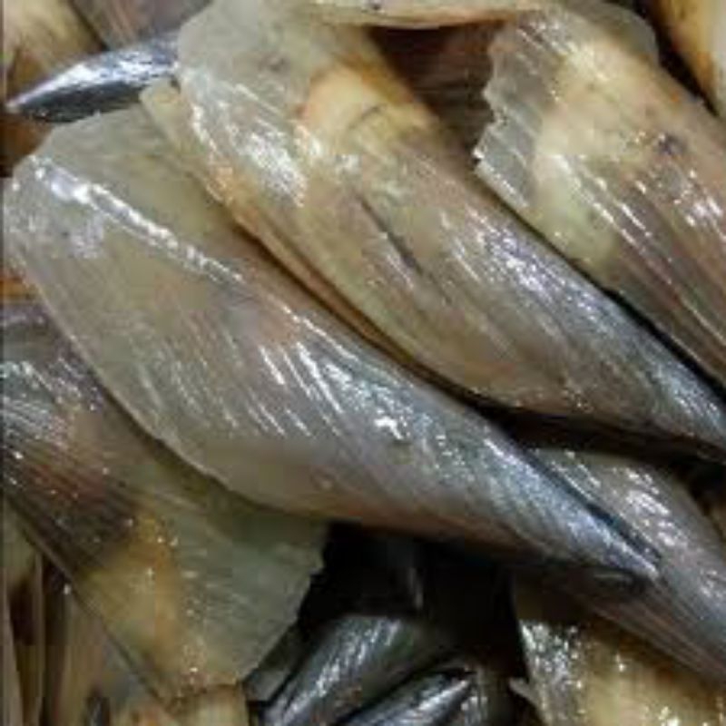 Jual Kerang kapak atau SCALLOP Hidup ukuran sedang dan besar per 1 ekor ...